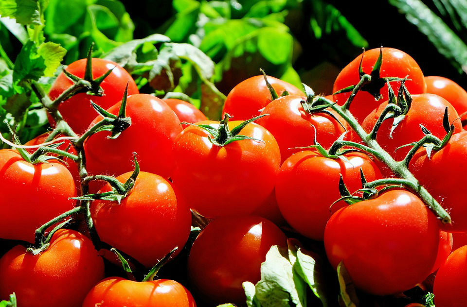 La tomate, cet aliment incontournable