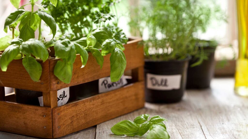 potager intérieur